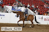 11buck_5239 proof