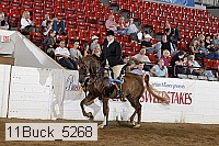 11buck_5268 proof