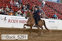 11buck_5291 proof