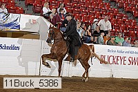 11buck_5386 proof