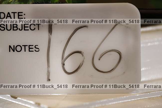 Proof 11buck_5418