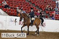11buck_5433 proof