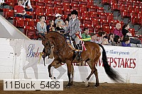 11buck_5466 proof