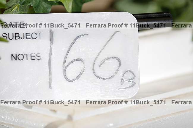 Proof 11buck_5471