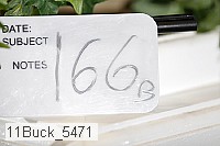 11buck_5471 proof