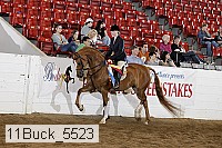 11buck_5523 proof