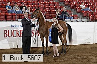 11buck_5607 proof