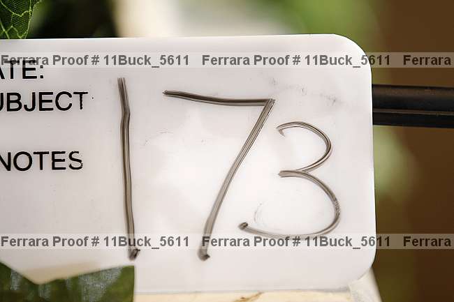 Proof 11buck_5611