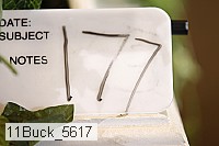 11buck_5617 proof