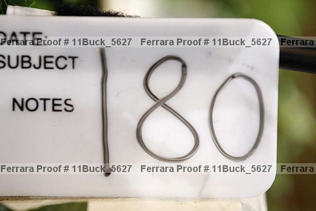 Proof 11buck_5627