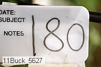 11buck_5627 proof