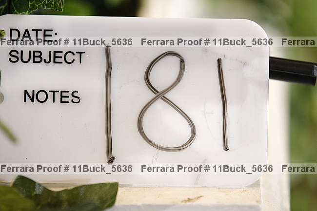 Proof 11buck_5636