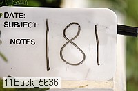 11buck_5636 proof