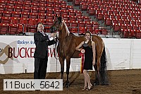 11buck_5642 proof