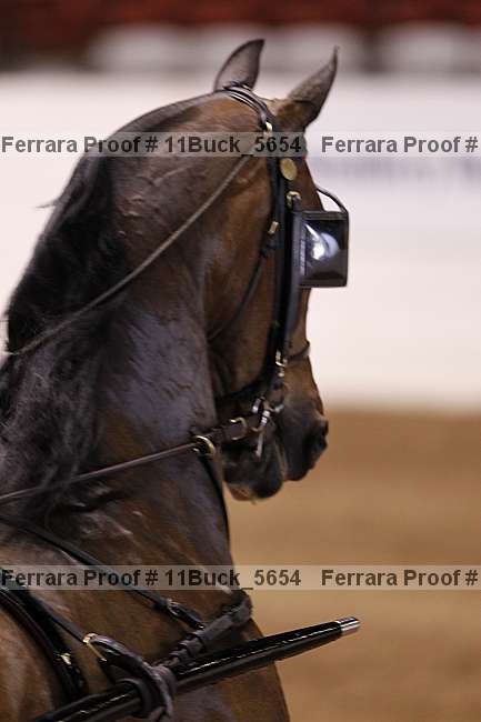 Proof 11buck_5654