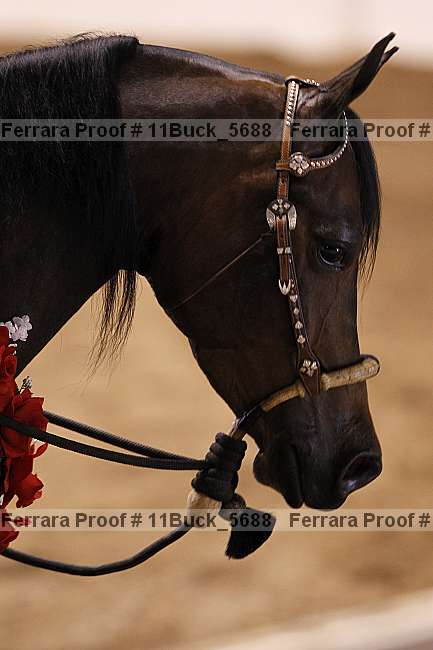 Proof 11buck_5688