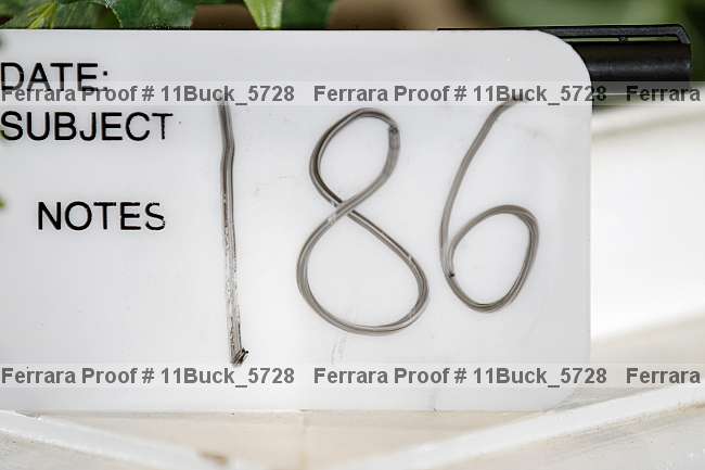 Proof 11buck_5728