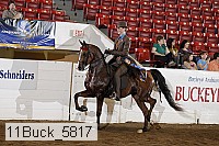 11buck_5817 proof