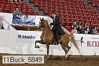 11buck_5849 proof