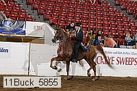 11buck_5855 proof
