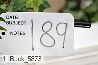 11buck_5873 proof