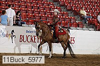 11buck_5977 proof