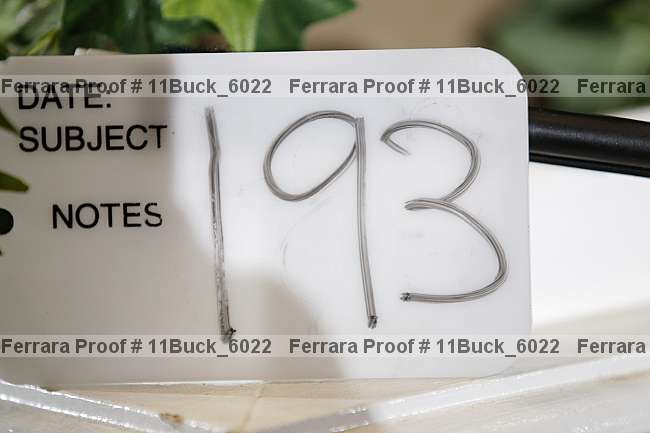 Proof 11buck_6022