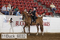 11buck_6032 proof