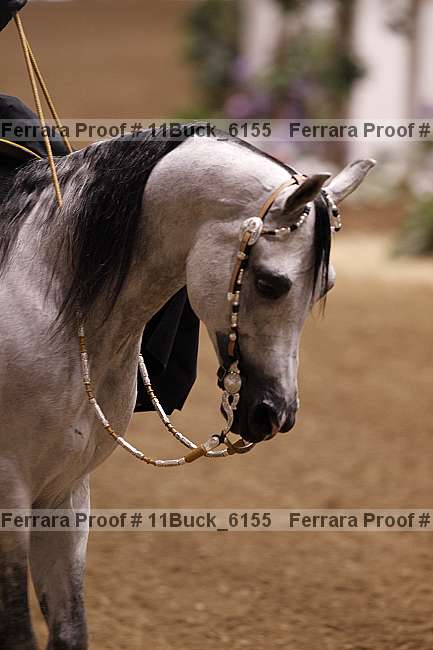 Proof 11buck_6155