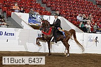 11buck_6437 proof