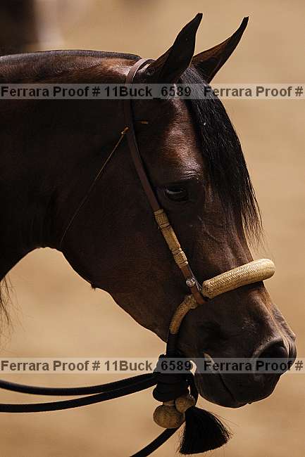 Proof 11buck_6589