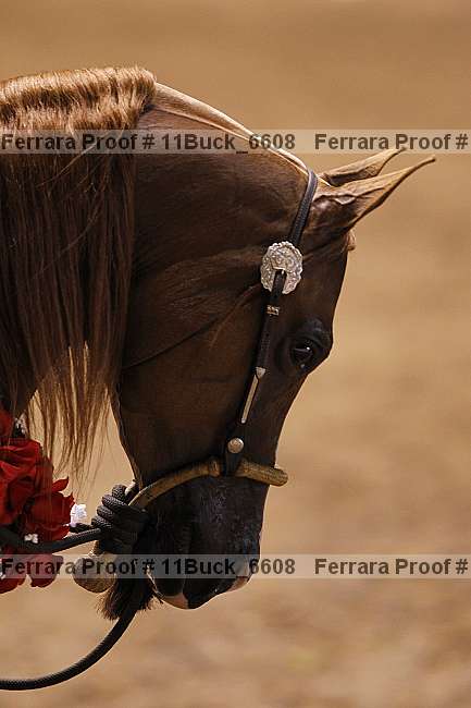 Proof 11buck_6608
