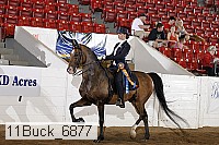 11buck_6877 proof