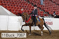 11buck_7067 proof