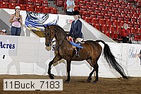 11buck_7183 proof