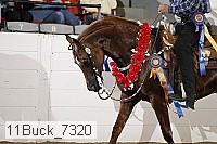 11buck_7320 proof