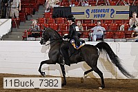 11buck_7382 proof