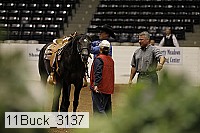 11buck_3137 proof