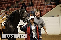 11buck_3147 proof