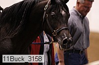 11buck_3158 proof
