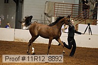 11r12_8892 proof