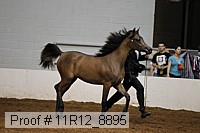 11r12_8895 proof