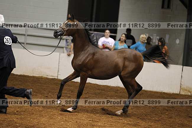 Proof 11r12_8899