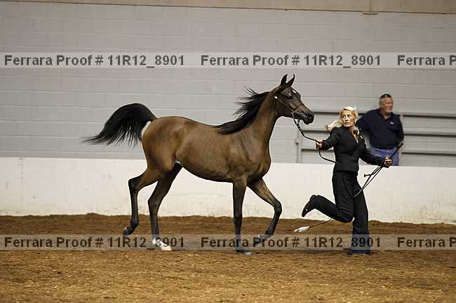 Proof 11r12_8901