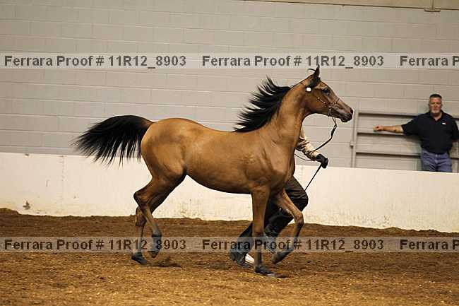 Proof 11r12_8903