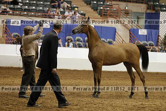 Proof 11r12_8971