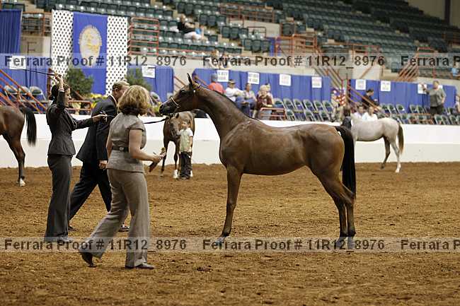 Proof 11r12_8976