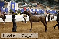 11r12_8977 proof