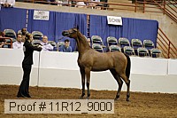 11r12_9000 proof