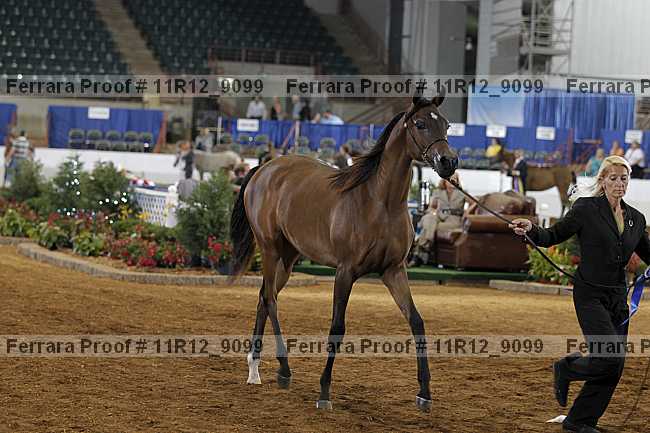 Proof 11r12_9099